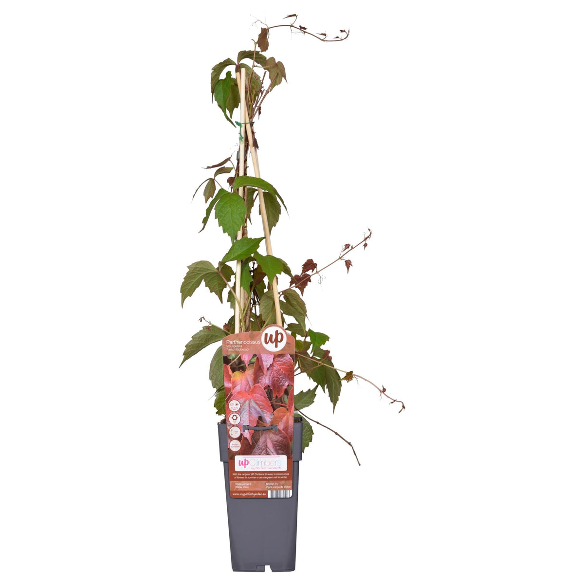 Wilder Wein ‘Veitch Boskoop’ – robuste Kletterpflanze, 15 cm Topf, 65 cm hoch - Green Guardia - Ihr Experte für Schädlinge und Pflanzen