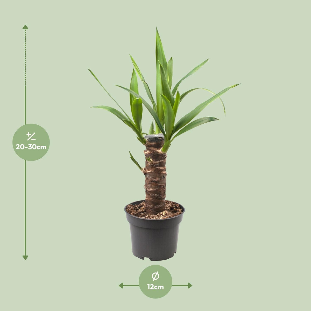 Yucca Elephantipes – Palmlilie - 30 - 125 cm - Green Guardia - Ihr Experte für Schädlinge und Pflanzen