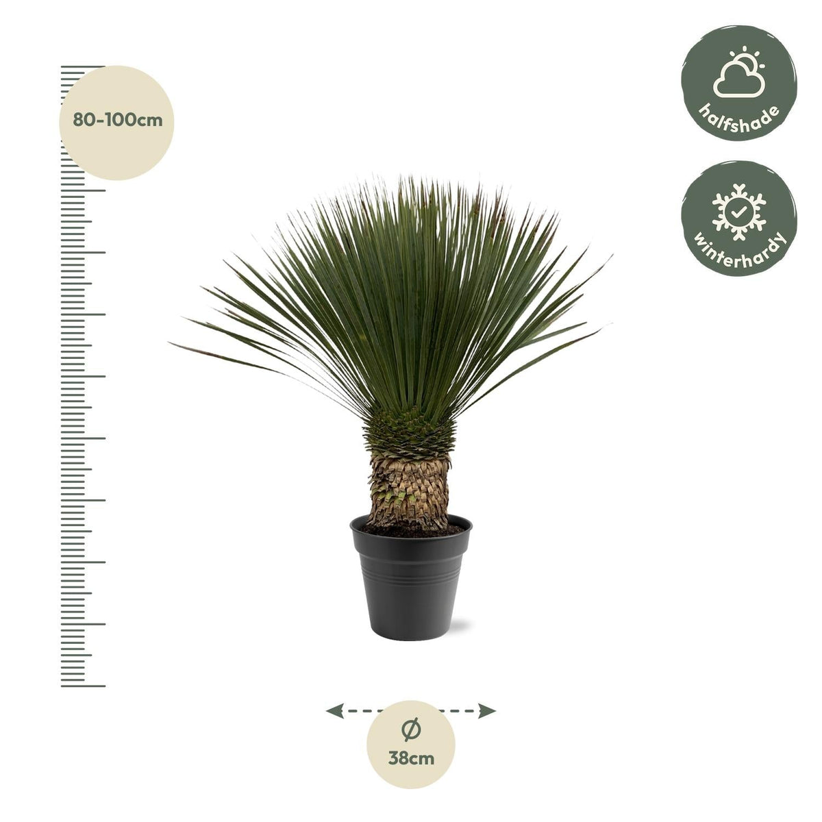 Yucca Rostrata – Blaue Palmlilie - 80 - 160 cm - Green Guardia - Ihr Experte für Schädlinge und Pflanzen