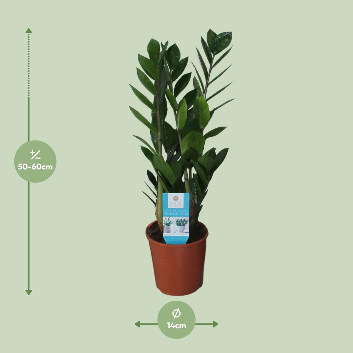 Zamioculcas Zamiifolia – Glücksfeder - 40 - 95 cm - Green Guardia - Ihr Experte für Schädlinge und Pflanzen