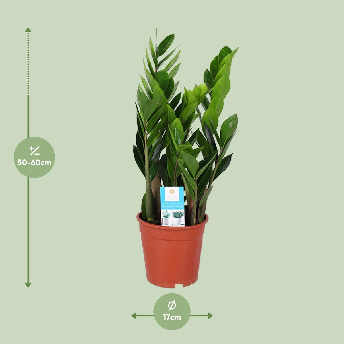 Zamioculcas Zamiifolia – Glücksfeder - 40 - 95 cm - Green Guardia - Ihr Experte für Schädlinge und Pflanzen