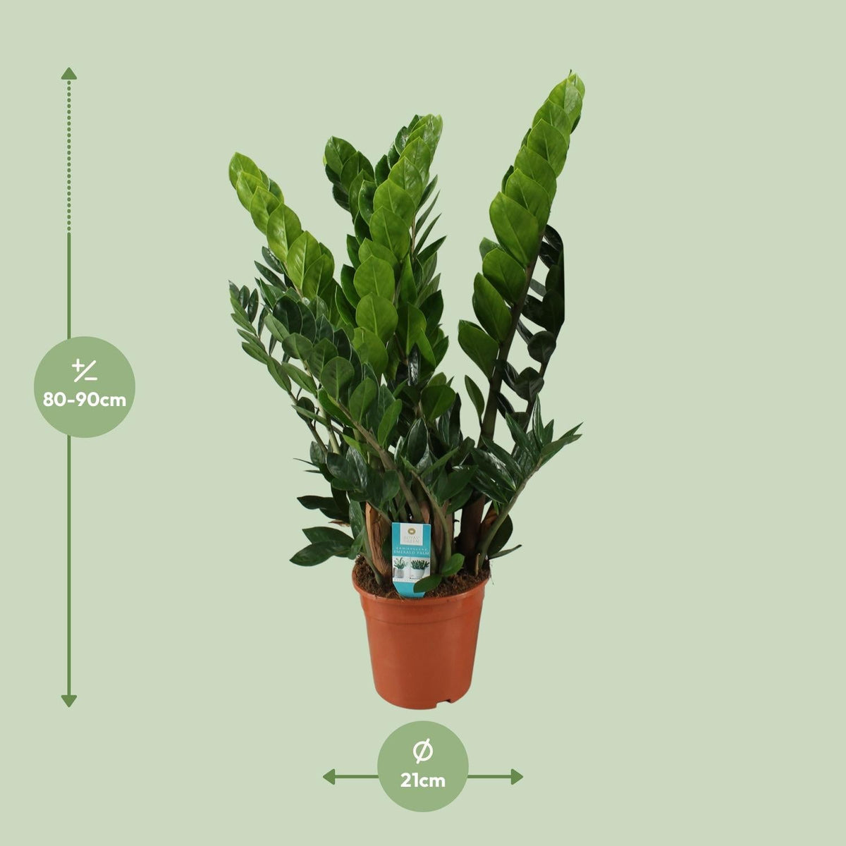 Zamioculcas Zamiifolia – Glücksfeder - 40 - 95 cm - Green Guardia - Ihr Experte für Schädlinge und Pflanzen