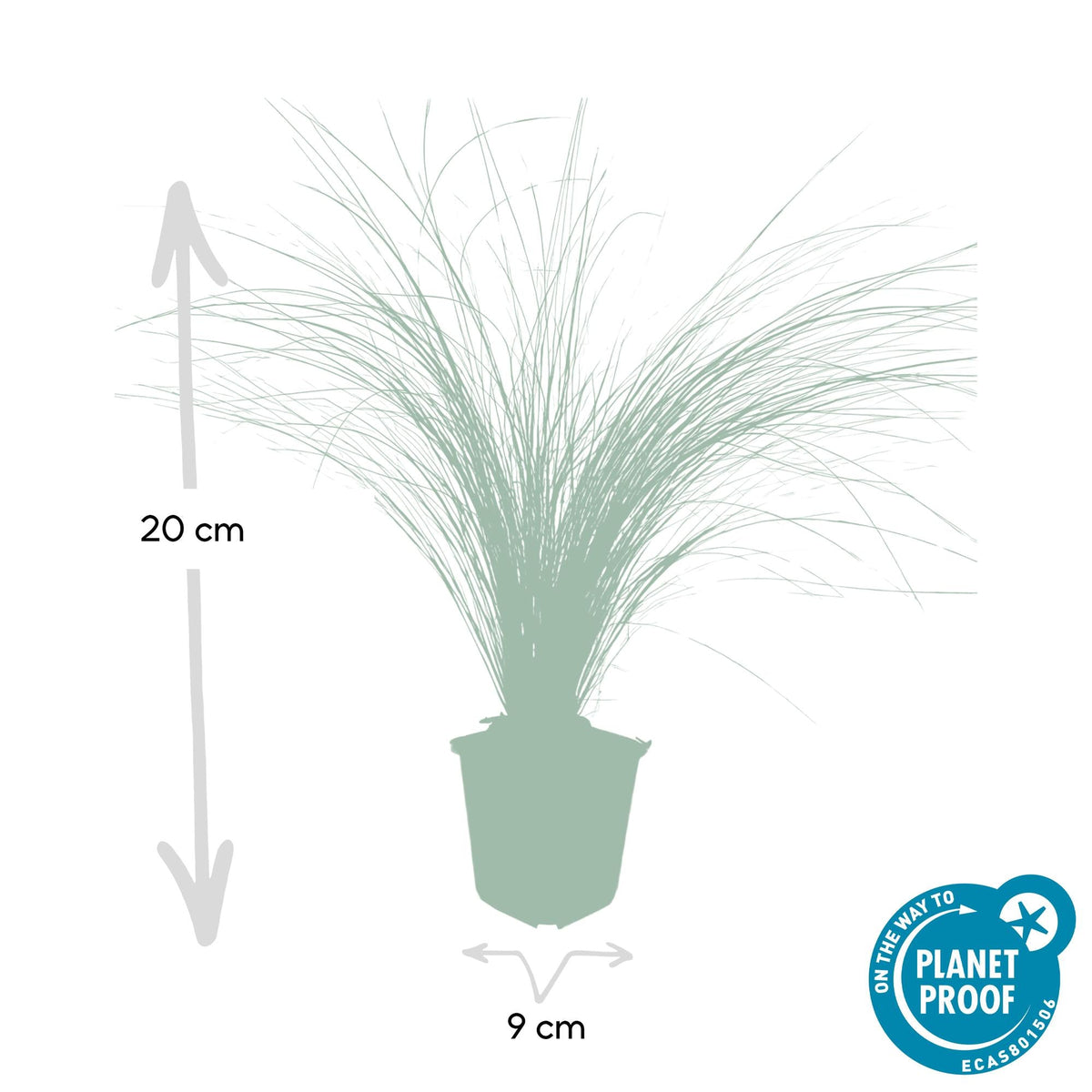 Zartes Mexikanisches Federgras ‘Ponytails’ – 9 cm Topf, 10–25 cm - Green Guardia - Ihr Experte für Schädlinge und Pflanzen