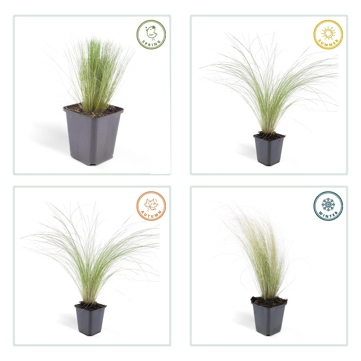 Zartes Mexikanisches Federgras ‘Ponytails’ – 9 cm Topf, 10–25 cm - Green Guardia - Ihr Experte für Schädlinge und Pflanzen