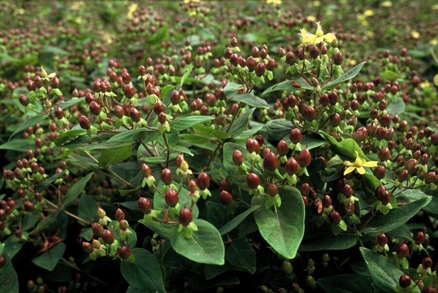 Zier - Johanniskraut (Hypericum inodorum) – 9 cm Topf, 10–25 cm hoch - Green Guardia - Ihr Experte für Schädlinge und Pflanzen