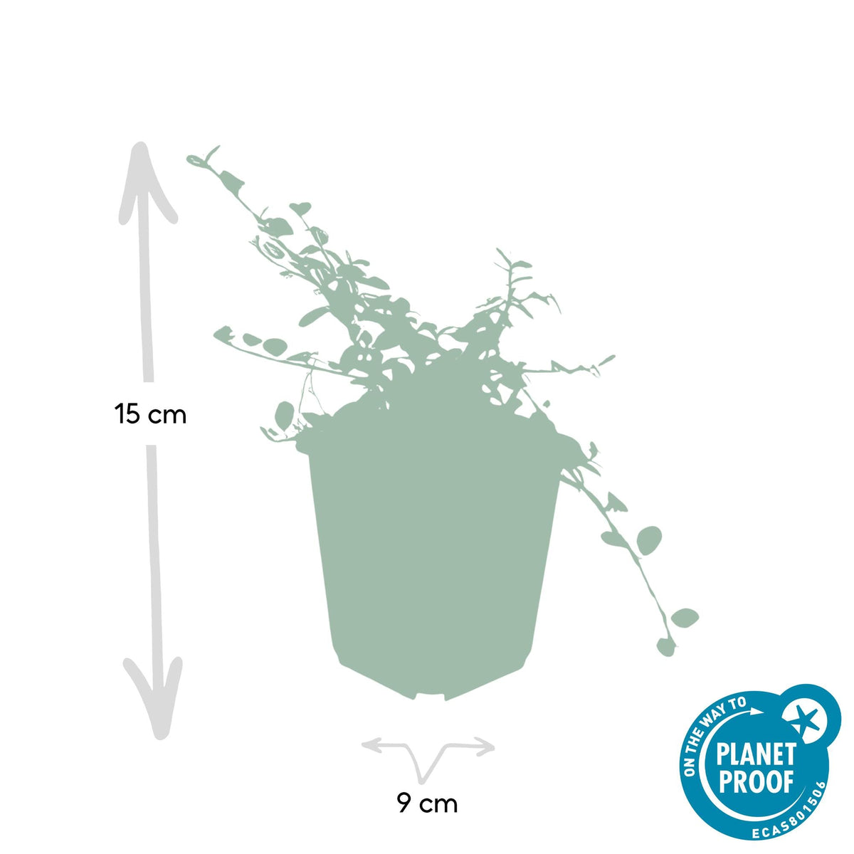 Zwergmispel ‘Streib’s Findling’ – 9 cm Topf, 10–25 cm Höhe - Green Guardia - Ihr Experte für Schädlinge und Pflanzen