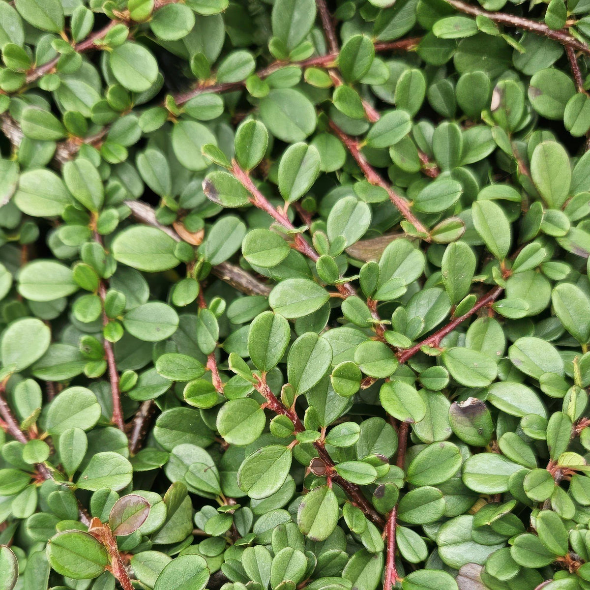 Zwergmispel ‘Streib’s Findling’ – 9 cm Topf, 10–25 cm Höhe - Green Guardia - Ihr Experte für Schädlinge und Pflanzen