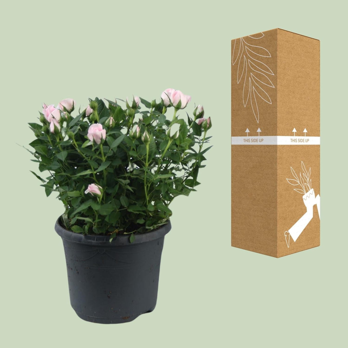 Zwergrose ‘Jewel Patio Baby’ – rosa blühend, 17 cm Topf, 30 cm hoch - Green Guardia - Ihr Experte für Schädlinge und Pflanzen